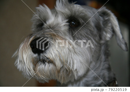 犬 ペット ミニチュアシュナウザー の写真素材