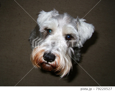 犬 ペット ミニチュアシュナウザー の写真素材