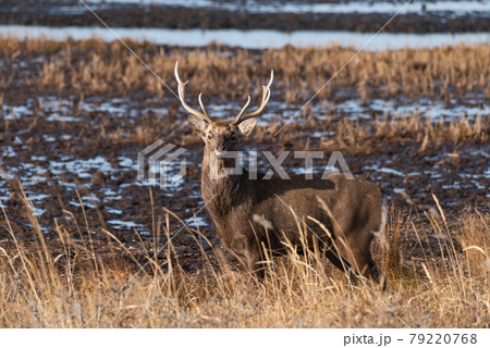 野付半島　湿原の雄鹿 79220768