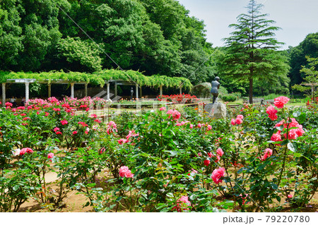 大町公園のバラ園(千葉県市川市大町自然観察園) 大町公園のバラ園(千葉県市川市大町自然観察園) 79220780