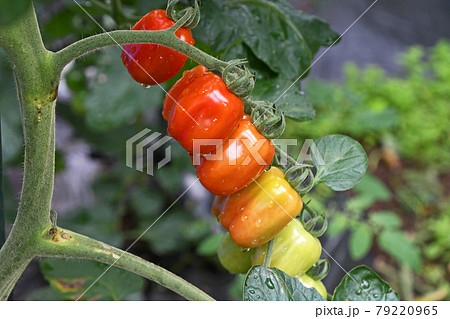 家庭菜園のミニトマト（コンフェット） 79220965