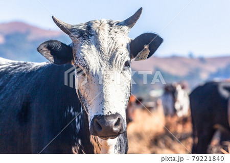 Farm Cattle Cows Dirt Road Mountains Blue Sky 79221840