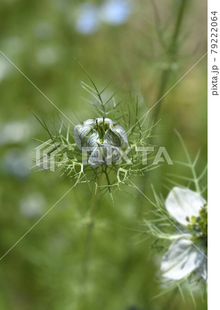 Love-in-a-mist flower Love-in-a-mist flower 79222064