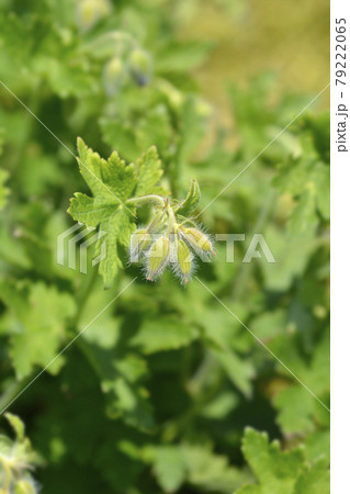 Purple cranesbill Rosemoor 79222065