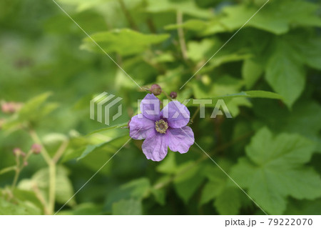 Flowering raspberry 79222070