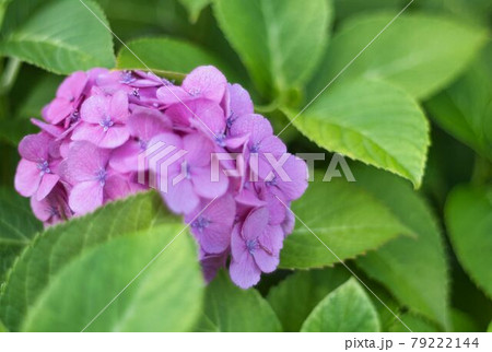 葉の間に咲く紫陽花 79222144