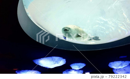 笑顔で上から見つめてくる可愛いアザラシの様子の写真素材 笑顔で上から見つめてくる可愛いアザラシの様子の写真素材