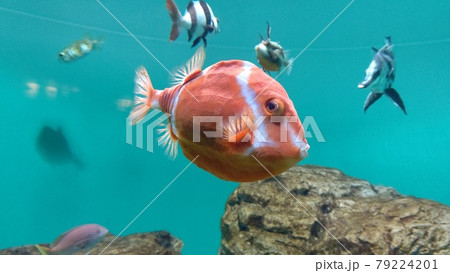 お洒落な模様の魚!ホワイトバードボックスフィッシュ お洒落な模様の魚!ホワイトバードボックスフィッシュ 79224201