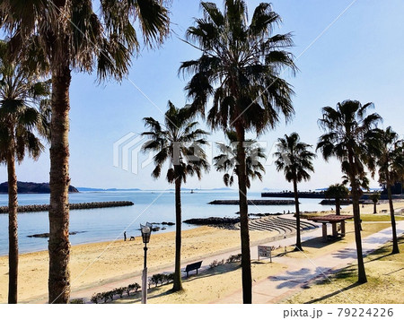 青空に映えるヤシ並木 (吉良ワイキキビーチ内宮崎海水浴場/愛知県西尾市吉良町) 青空に映えるヤシ並木 (吉良ワイキキビーチ内宮崎海水浴場/愛知県西尾市吉良町) 79224226