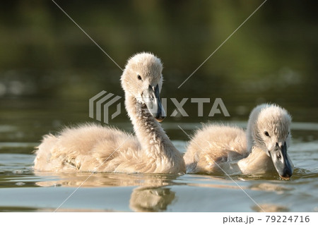 Young swans in the pond at sunset 79224716