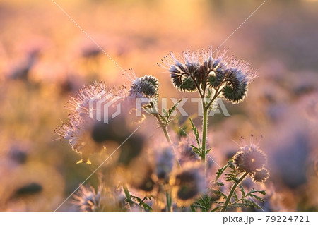 Lacy phacelia in the field during sunrise 79224721