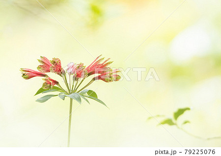 薄らとボカした背景に赤とマダラ模様に咲くプルケア 薄らとボカした背景に赤とマダラ模様に咲くプルケア 79225076
