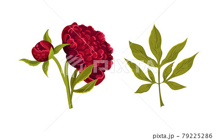 Colorful Peony Flower Buds on Green Stems with Showy Petals Vector Set 79225286