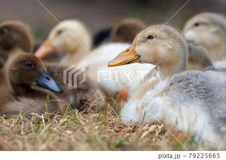 A lot nice ducklings gathered to a rest A lot nice ducklings gathered to a rest 79225665