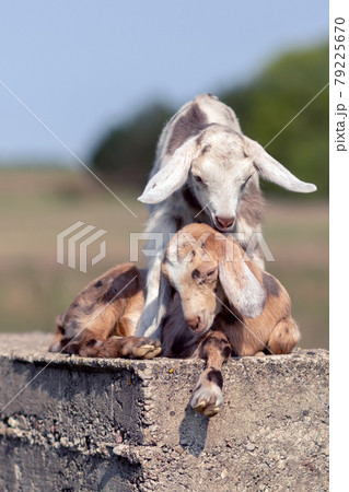 Two nice brown and gray spotted goatlings, playing on a concrete block 79225670