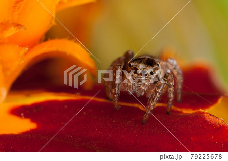 On the red carpet 79225678