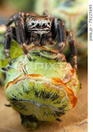 Jumping spider and green buds 79225695