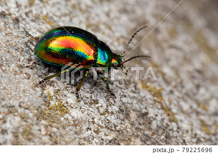 Chrysolina fastuosa bug 79225696