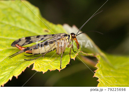 Mecoptera 79225698