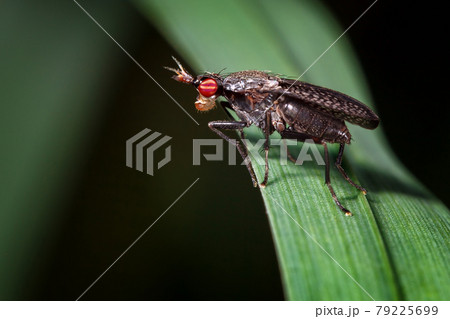 Small fly with big red eyes and a crown on the head 79225699