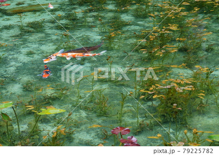 岐阜県関市 モネの池 岐阜県関市 モネの池 79225782