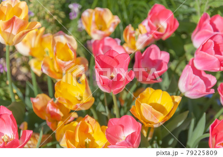 カラフルなチューリップ 79225809