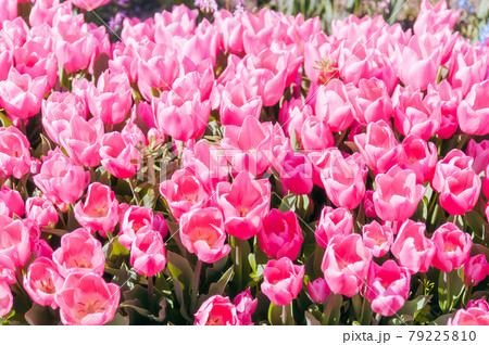 鮮やかなピンクのチューリップ 79225810