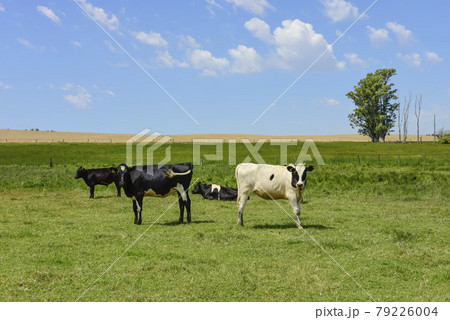 Steers fed on pasture, La Pampa, Argentina Steers fed on pasture, La Pampa, Argentina 79226004