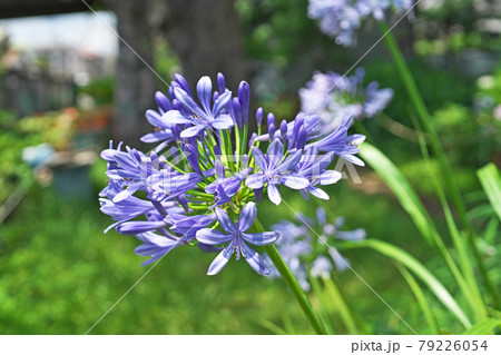 青いアガパンサスの花の写真素材 青いアガパンサスの花の写真素材