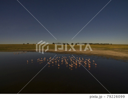 Flamingos in patagonia , Aerial View Flamingos in patagonia , Aerial View 79226099