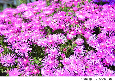 マツバギク 79226136