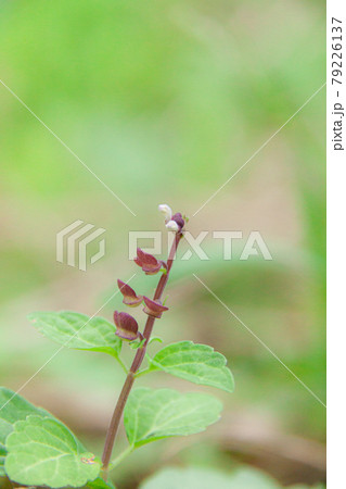 緑色の背景に赤紫の茎が伸びた立浪草 緑色の背景に赤紫の茎が伸びた立浪草 79226137