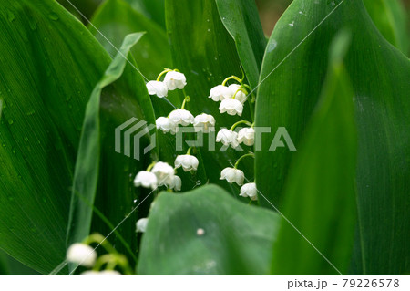Lily of the valley flowers between green leaves with water drops 79226578