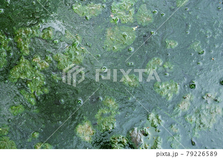 Background with a green mud on the puddle surface Background with a green mud on the puddle surface 79226589