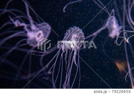 くらげ　ふわふわ　　 79226658