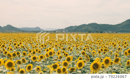 向日葵 79226867