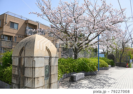 東京都大田区　丸子橋の桜 79227008