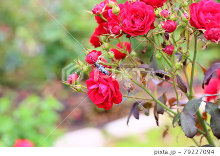 バラの花　ユーロピア―ナ 79227094