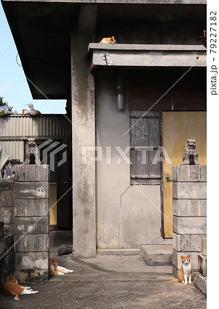 沖縄　宮古島市　大神島　チョーかわいいネコ 79227182