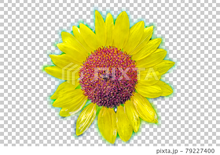 在晨光中盛開的黃花“城台向日葵”水彩風格的畫信 在晨光中盛開的黃花“城台向日葵”水彩風格的畫信 79227400