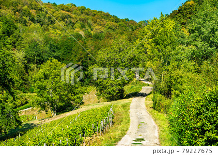 Vineyards near Chateau Chalon in France Vineyards near Chateau Chalon in France 79227675
