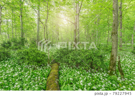 White flowers of the ramsons or wild garlic. 79227945