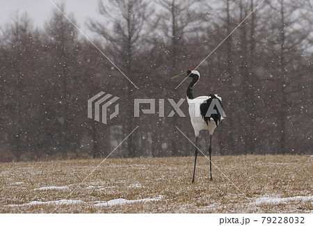 小雪舞う風景に美しいタンチョウ鶴が居ました 79228032
