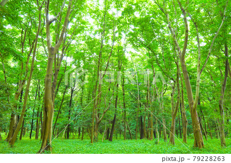緑色に染まる夏の森 79228263