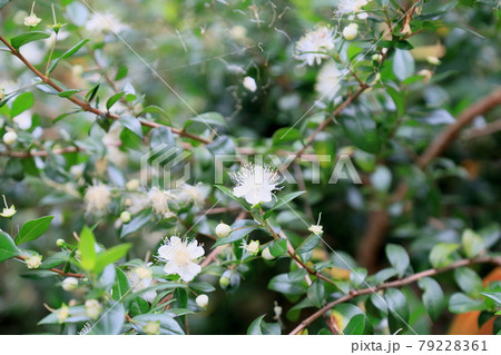 ギンバイカの花 79228361