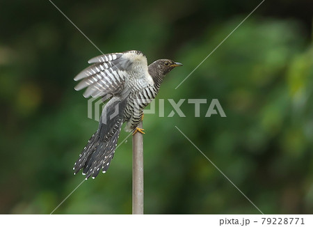 棒の上で曲芸のように羽ばたくツツドリ 79228771