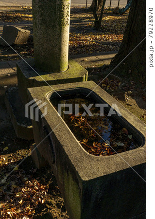 手水鉢に浮かんだ紅葉・護国寺 79228970