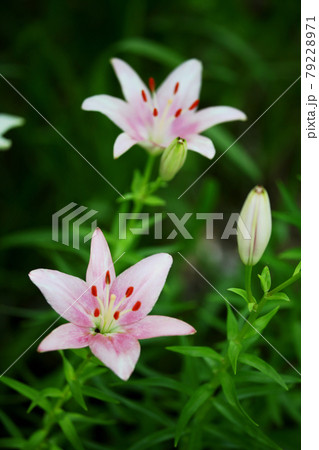 ゆりの花 ゆりの花 79228971