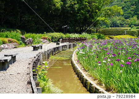 南楽園の花菖蒲園の遊歩道 南楽園の花菖蒲園の遊歩道 79228984
