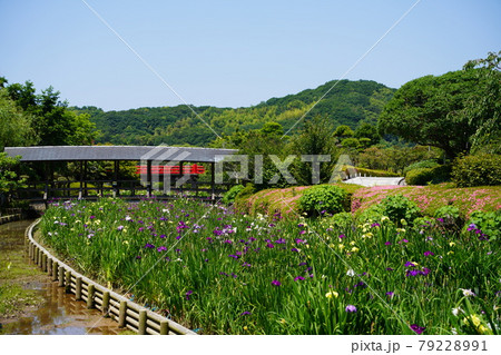 6月の南楽園の万葉橋と花菖蒲 6月の南楽園の万葉橋と花菖蒲 79228991